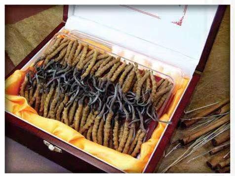 龙里冬虫夏草回收